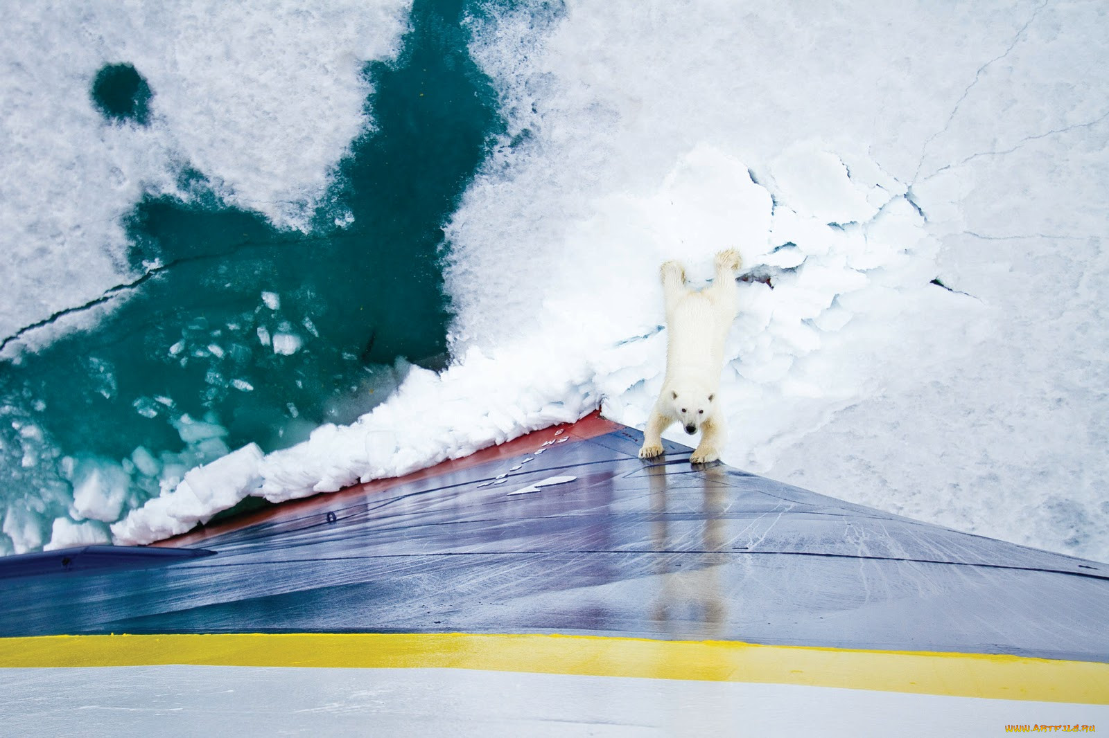 , , , , , , , polar, bear, , , , 